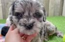 Petite Mini Portidoodle Poodle Mix Pup