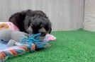 Fluffy Maltipoo Poodle Mix Pup