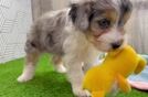 Mini Aussiedoodle Pup Being Cute