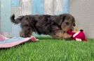 Sweet Yorkie Poo Baby