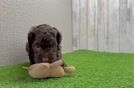 Adorable Cocker Doodle Poodle Mix Puppy