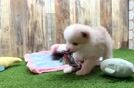 Funny Pomeranian Purebred Pup