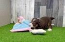 Mini Aussiedoodle Pup Being Cute