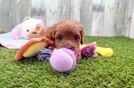Adorable Cavalier King Charles Spaniel and Poodle Mix Poodle Mix Puppy