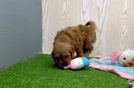 Meet T Bone - our Mini Goldendoodle Puppy Video