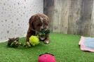 Cavapoo Puppy for Adoption