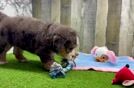 Small Mini Bernedoodle Baby