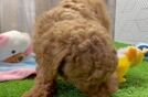 Funny Poodle Purebred Pup