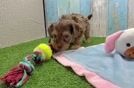Cute Yorkie Poo Baby