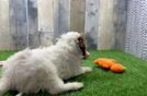 Playful Cavapoodle Poodle Mix Puppy