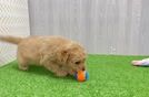 Playful Mini Groodle Poodle Mix Puppy