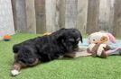 Little Mini Aussiepoo Poodle Mix Puppy