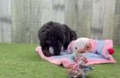 Mini Aussiedoodle Puppy for Adoption