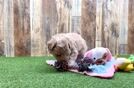 Meet Gelato - our Maltipoo Puppy Video