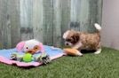 Shih Poo Pup Being Cute