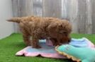 Adorable Cavalier King Charles Spaniel and Poodle Mix Poodle Mix Puppy