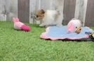 Meet Foxy - our Pomeranian Puppy Video