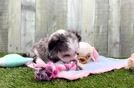Best Aussiechon Baby