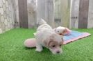 Maltipoo Puppy for Adoption