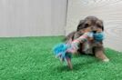 Meet Cassandra - our Shih Poo Puppy Video