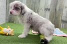 Mini Aussiedoodle Puppy for Adoption