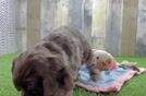 Cocker Spaniel Pup Being Cute