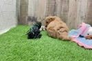 Meet Finley - our Cavapoo Puppy Video