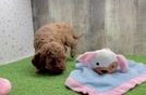 Happy Mini Goldendoodle Baby