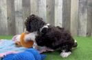 Popular Mini Bernedoodle Poodle Mix Pup