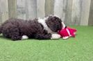 Sweet Mini Labradoodle Baby