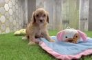 Friendly Cavapoo Baby