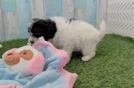 Meet Daz - our Mini Aussiedoodle Puppy Video