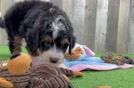 Mini Bernedoodle Pup Being Cute