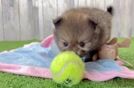 Pomeranian Pup Being Cute