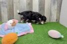 Adorable Mini Bernadoodle Poodle Mix Puppy