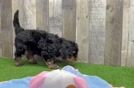 Meet Fable - our Mini Bernedoodle Puppy Video