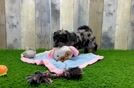 Cockapoo Puppy for Adoption
