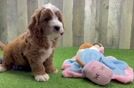 Meet Baylor - our Mini Irish Doodle Puppy Video