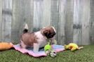 Meet Abbott - our Teddy Bear Puppy Video