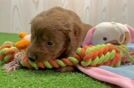 Adorable Golden Retriever Poodle Mix Poodle Mix Puppy