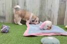 Aussiechon Puppy for Adoption