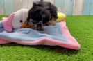 Yorkie Poo Puppy for Adoption