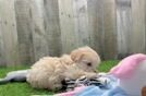 Meet Hadley - our Maltipoo Puppy Video