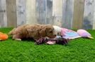 Meet Kevlar - our Poodle Puppy Video