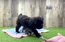 Happy Pudle Purebred Puppy