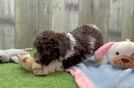 Poodle Puppy for Adoption