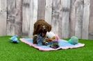 Meet Sparky - our Poodle Puppy Video