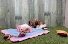 Meet Darcy - our Teddy Bear Puppy Video