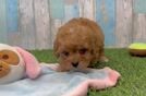 Cavapoo Pup Being Cute