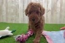 Little Poodle Purebred Pup
